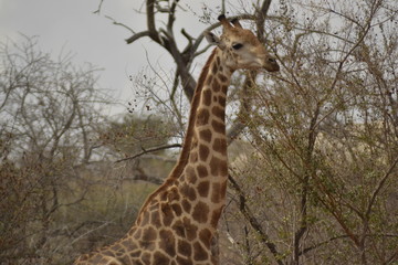 GIRAFFE DEL KRUGER NATIONAL PARK, SUDAFRICA