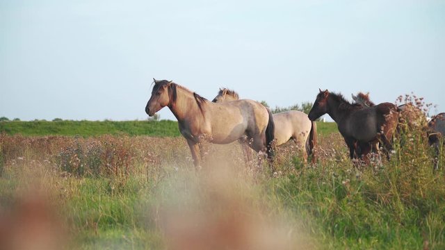 Spy view of a Group of Wild Horses Standing in a meadow on a Sunny Day.