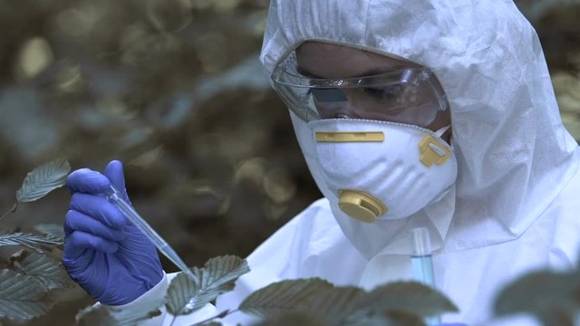 Scientist dropping remedy on tree leaves, removing insects, disease treatment