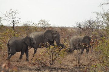 Fototapeta premium ELEFANTI DEL KRUGER NATIONAL PARK SUDAFRICA