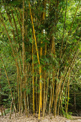 Close-up of Golden bamboo plant, or scientific name 