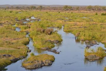 ELEFANTI DEK KRUGER NATIONAL PARK, SUDAFRICA