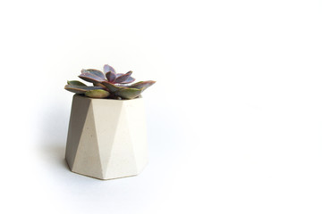Succulent in a concrete polygonal planter on a table with a white background. Scandinavian design for hipster lifestyle. Simple decorations for the interior. Home plant