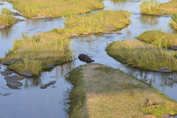 IPPOPOTAMO DEL KRUGER, SUDAFRICA