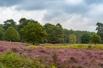 Die Wahner Heide bei Köln Bonn