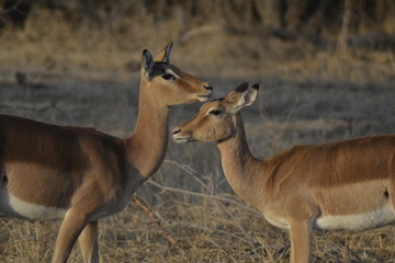 IMPALA, SUDAFRICA