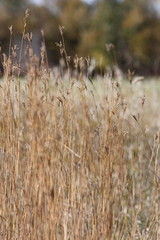 Long Grass