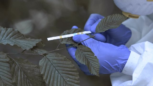 Scientist checking ph and nitrate in forest foliage, contamination level closeup