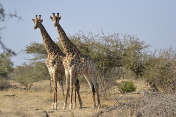 GIRAFFE DEL KRUGER NATIONAL PARK, SUDAFRICA