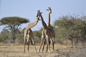 GIRAFFE DEL KRUGER NATIONAL PARK, SUDAFRICA
