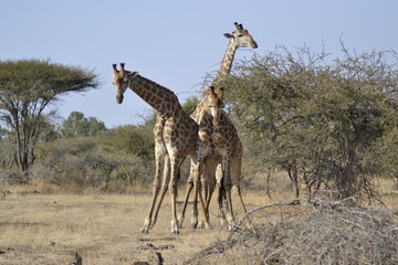 GIRAFFE DEL KRUGER NATIONAL PARK, SUDAFRICA
