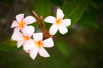 Nature's pattern, frangipani or plumeria flowers on blurred background. Spa and wellness concept. Selective focusing.