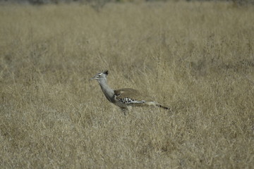 OTARDA DI STANLEY, KRUGER NATIONAL PARK, SUDAFRICA