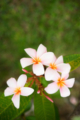 Nature's pattern, frangipani or plumeria flowers on blurred background. Spa and wellness concept. Selective focusing.