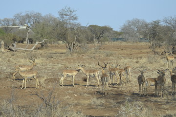 IMPALA, KRUGER NATIONAL PARK, SUDAFRICA