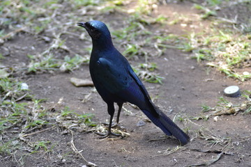 UCCELLO BLU DEL KRUGER NATIONAL PARK, SUDAFRICA