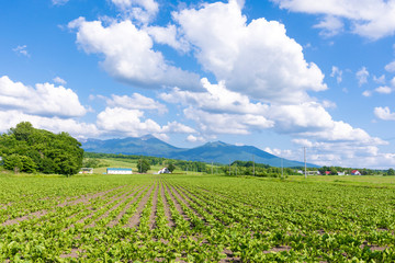 Fototapeta na wymiar 北海道富良野 穀倉地帯を行く