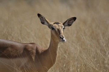 IMPALA, SUDAFRICA