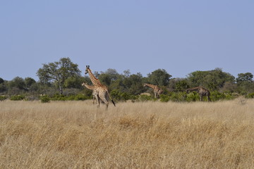 GIRAFFE DEL KRUGER NATIONAL PARK, SUDAFRICA