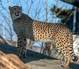 Cheetah on the stone in its enclosure. Latin name - Acinonyx jubatus	