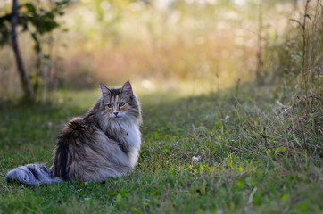 Naklejka na ściany i meble A cute norwegian forest cat female sitting outdoors in the evening. She is looking at some prey
