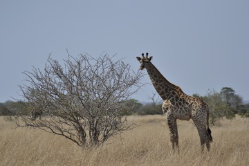 GIRAFFE DEL KRUGER NATIONAL PARK, SUDAFRICA