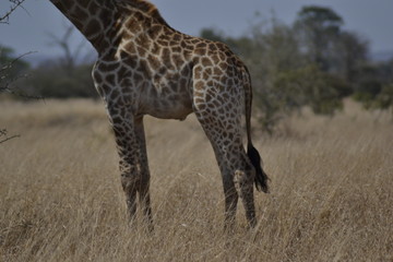 GIRAFFE DEL KRUGER NATIONAL PARK, SUDAFRICA
