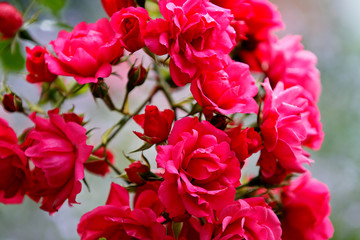 Beautiful red roses growing in groups in late summer	
