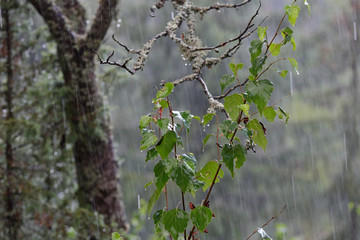 Heavy rain falling and wetting birch leaves 