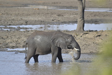 ELEFANTI, SUDAFRICA