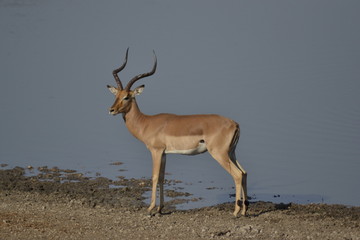 IMPALA, SUDAFRICA
