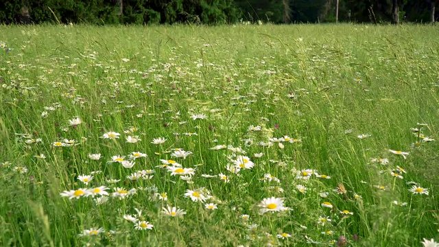 Chamomile flowers field. Daises Moving In Summer Breeze