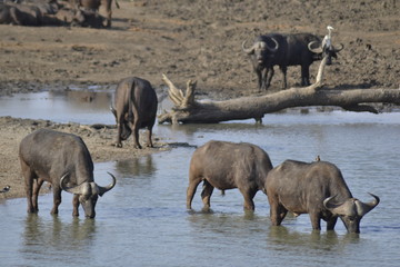 KRUGER NATIONAL PARK, SUDAFRICA