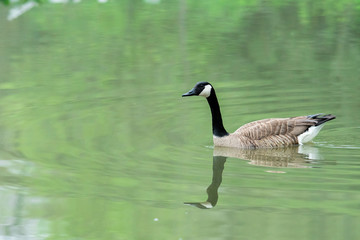 Canadian Goose 