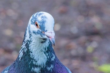 Close up portrait of Pigeon.