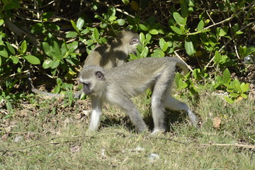 SCIMMIE SUDAFRICANE, KRUGER NATIONAL PARK