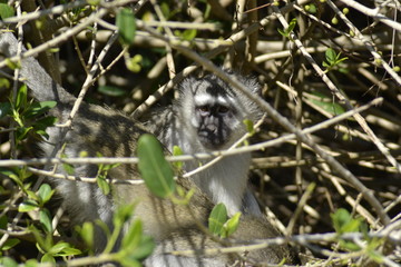 SCIMMIE SUDAFRICANE, KRUGER NATIONAL PARK