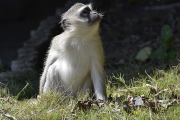 SCIMMIE SUDAFRICANE, KRUGER NATIONAL PARK