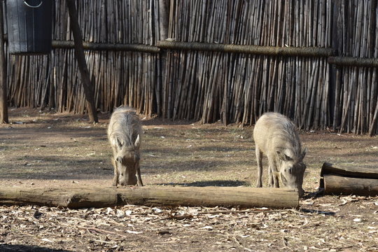 FACOCERI SUDAFRICA
