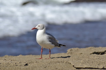 Obraz premium GABBIANO, SUDAFRICA