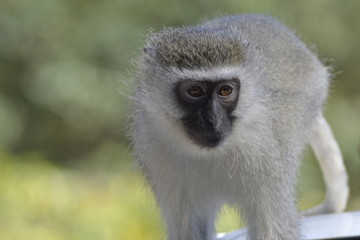 SCIMMMIE SUDAFRICANE, KRUGER NATIONAL PARK
