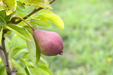 William Bon Chretian pears ripening on the tree.Copy space for your text