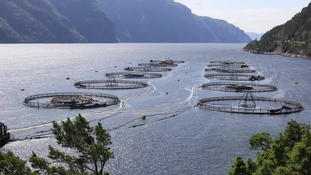 Farm salmon fishing in Norway