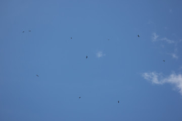 Phalacrocorax fuscicollis in blue sky