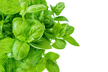 Fresh basil plant with green leaves in a pot. Basil  isolated on white background