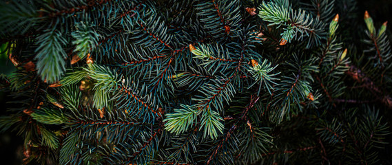 Naklejka na ściany i meble Creative layout made of Christmas tree branches close up. Festive Xmas border for New Year Design. Flat lay.