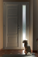 Little white dog sitting waiting at a door
