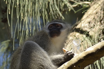 SCIMMIE SUDAFRICANE, KRUGER NATIONAL PARK