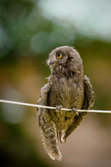 portrait of an owl