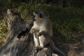 SCIMMIE SUDAFRICANE, KRUGER NATIONAL PARK